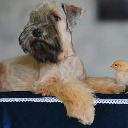 Lilly - Soft Coated Wheaten Terrier