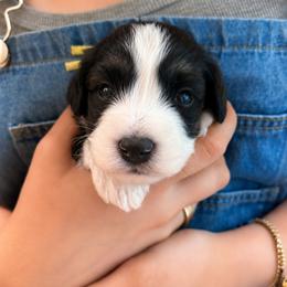 Vader - Tri-color male Bernedoodle puppy in Travelers Rest, South Carolina from Bernedoodle.do