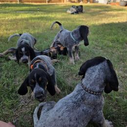 Bluetick Coonhound Puppies from Candra Bessent