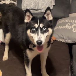 Reba - Siberian Husky