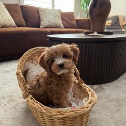Goldendoodle Puppies from DayDream Doodles