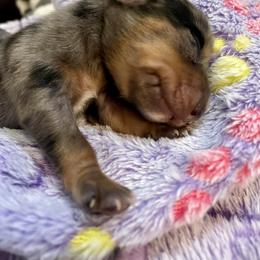 West - Dapple male Dachshund puppy in De Land, Florida from Pretty Painted Mini Doxies