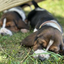 Basset Hound Puppies from Hill Top Basset Hounds & Great Pyrenees