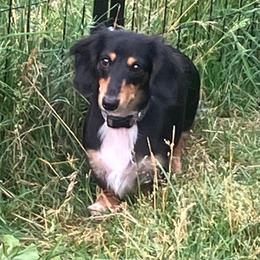 Chloe - Dachshund