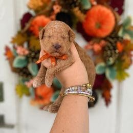 Nemo(Orange) - Red  male Poodle puppy in Stuart Fl, Florida from Lincoln & Lady Co.