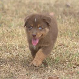 Miniature Australian Shepherd Puppies from MAC's Cirkles 8 Aussies