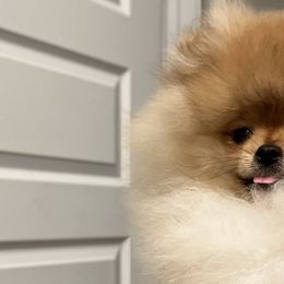 Pomeranians from Amore Pomeranians