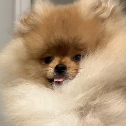 Pomeranians from Amore Pomeranians