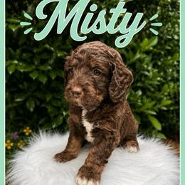 Misty - Phantom female Goldendoodle puppy in Charlotte, North Carolina from Hopeful Heart Doodles