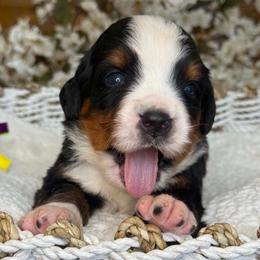 Diesel - gray collar - Tri-color male Bernese Mountain Dog puppy in Yuciapa, California from AlltheDoodlez_