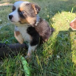 Border Collie Puppies from Athena’s Collies