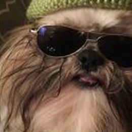 Shih Tzus from Carolyn Robinson's Shih Tzu