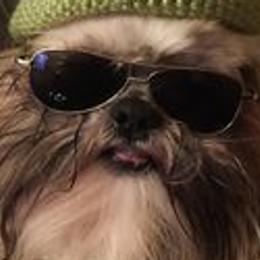 Shih Tzus from Carolyn Robinson's Shih Tzu