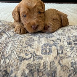 Green Collar - Apricot male Australian Labradoodle puppy in Vandenberg Space Force Base, California from Peak Australian Labradoodles