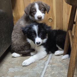 Border Collie and Chihuahua Puppies from Riverwood