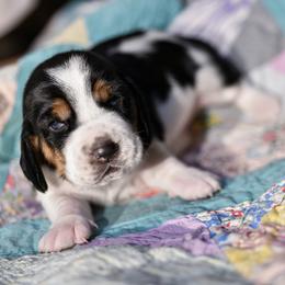 Millie - Black and white female Basset Hound puppy in Knoxville, Tennessee from Well Hounded Bassets