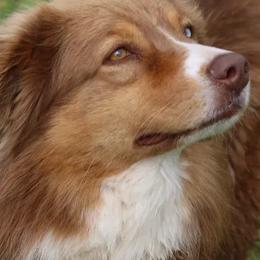Australian Shepherds from Martin's Star Ranch Aussies