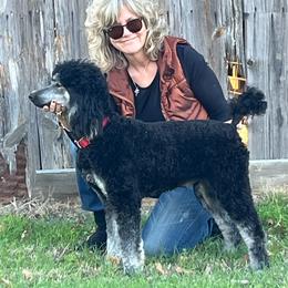 Heidi - Poodle