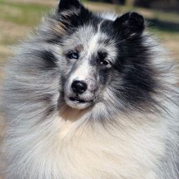 Shetland Sheepdog All Grown Up from Odyssey Shetland Sheepdogs