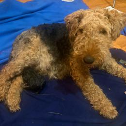 Girl 2 - Black and tan female Welsh Terrier puppy in Edina, Minnesota from Snow Dragon Welsh Terriers
