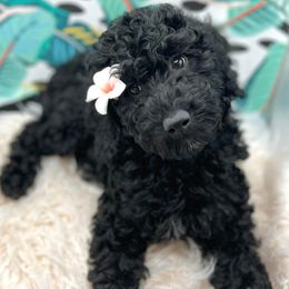 Goldendoodles from The Golden Family