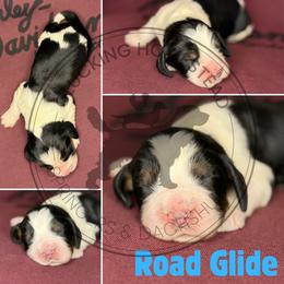 Road Glide - Black white and tan male English Springer Spaniel puppy in Fond Du Lac, Wisconsin from Clucking Homestead Springers & Dachshunds