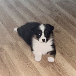 Pembroke Welsh Corgi All Grown Up from Newton Hay & Cattle