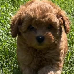 Poodles from Bella Precious Poodles