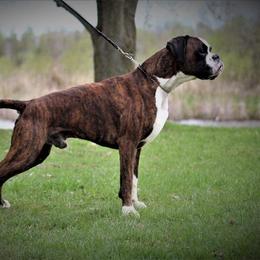 Eros - Boxer