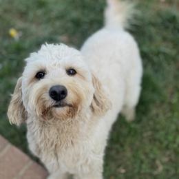 Moose - Goldendoodle