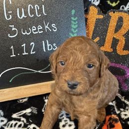 Poodle puppies from Serendipity Miniature Apricot Poodles