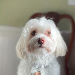 Havanese Puppies from Dean Supreme