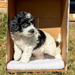 Woody - Parti male Poodle puppy in Corinth, Mississippi from SnickerDoodlePups
