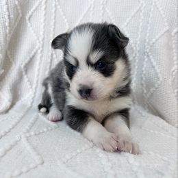 Belle - Blue female Pomsky puppy in Henderson, Kentucky from Paris Pomskies
