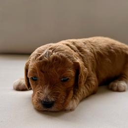 Girl 4 - Red  female Goldendoodle puppy in Meridian, Mississippi from Magnolia Poodles and Doodles