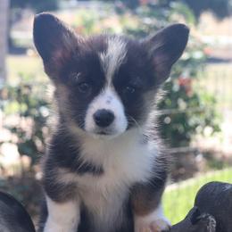 Tri Boy - Black and tan male Pembroke Welsh Corgi puppy in Bay Area, California from MJ's Corgis