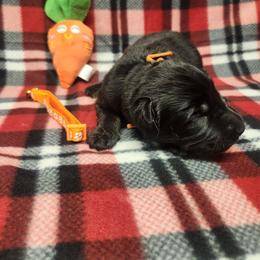 Orange collar - Black and tan male German Shepherd puppy in Ramsey, Illinois from Haus-Farr German Shepherds