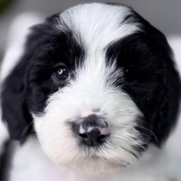 Aussiedoodles, Bernedoodles, and Sheepadoodles from Native Doodles