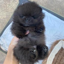Kuma - Black male Pomeranian puppy in Citrus Heights, California from Yev and Marina's Pomeranians (AKC)