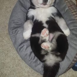 Siberian Husky Puppies from Xk siberians