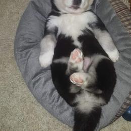 Siberian Husky Puppies from Xk siberians
