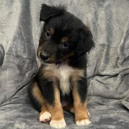Ariel Girl-1 - Black tri-color female Australian Shepherd puppy in Mena, Arkansas from Fat-Bottom Farms