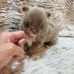 Tiny lilac boy - Chocolate blue male Chihuahua puppy in Richmond, Virginia from Breens