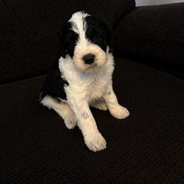 OJ - Black and white male Cavapoo puppy in Blanchard, Oklahoma from Curly Q Cavapoos