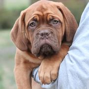Girl 6 - Red Dogue de Bordeaux puppy in New Albany, Mississippi from Back Porch Bordeaux