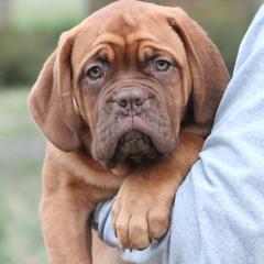Girl 6 - Red Dogue de Bordeaux puppy in New Albany, Mississippi from Back Porch Bordeaux