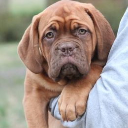 Girl 6 - Red Dogue de Bordeaux puppy in New Albany, Mississippi from Back Porch Bordeaux