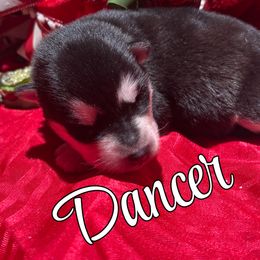 Dancer - Seal and white female Alaskan Malamute puppy in Giddings, Texas from Strong Water Malamutes