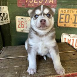 Cashew - Red and white female Siberian Husky puppy in Burnsville, North Carolina from Peterson Puppies