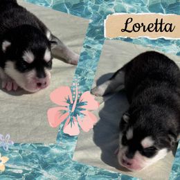 Loretta Lynn - Black and white female Pomsky puppy in Venus, Pennsylvania from Hemlock Pines Pomsky